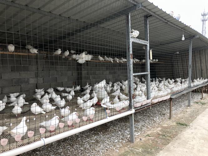 肉鸽养殖成本与利润