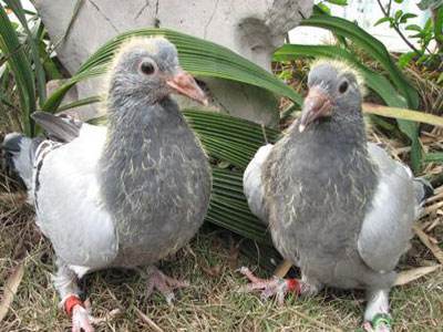 肉鸽养殖技术及喂养方法